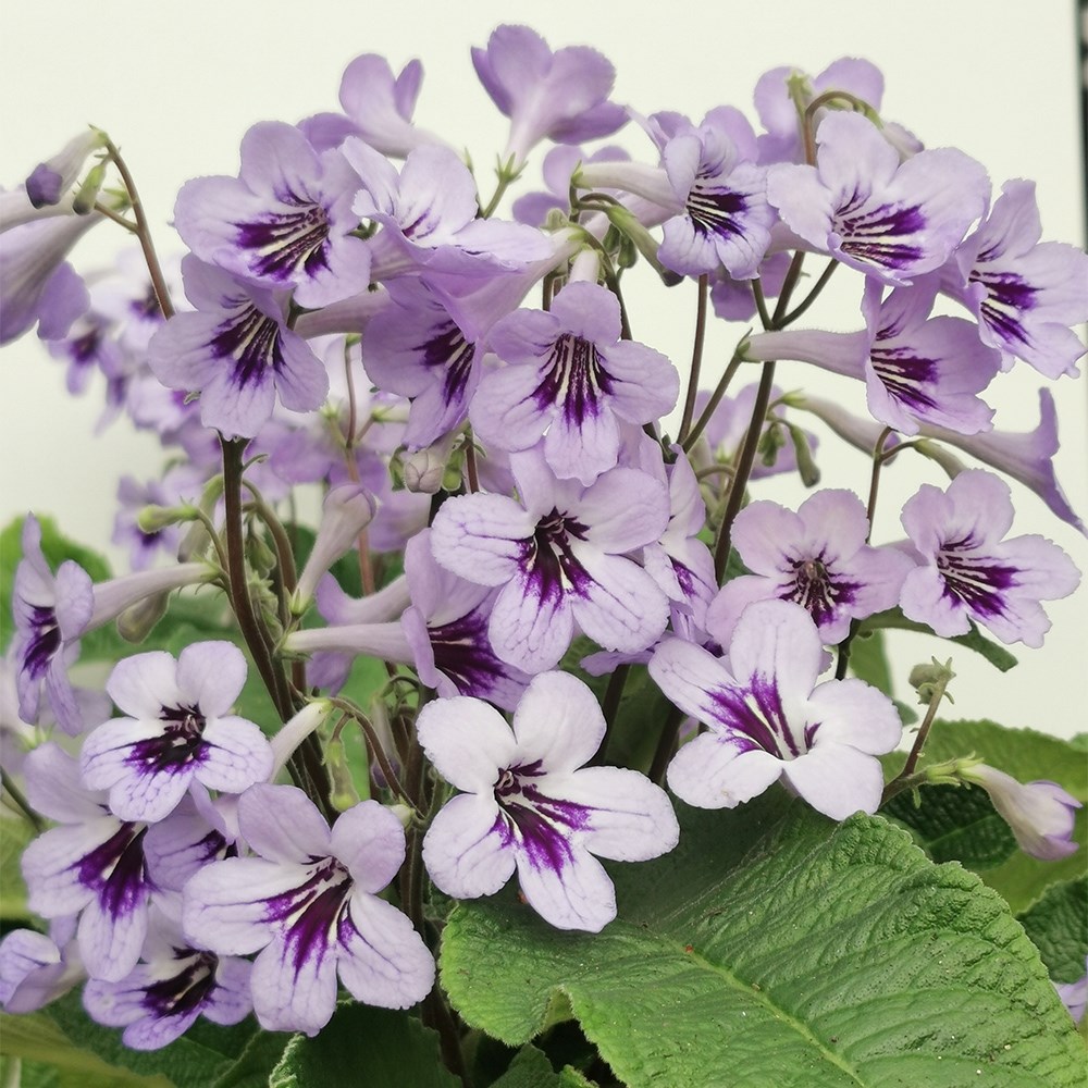 <i>Streptocarpus</i> 'Betty'
