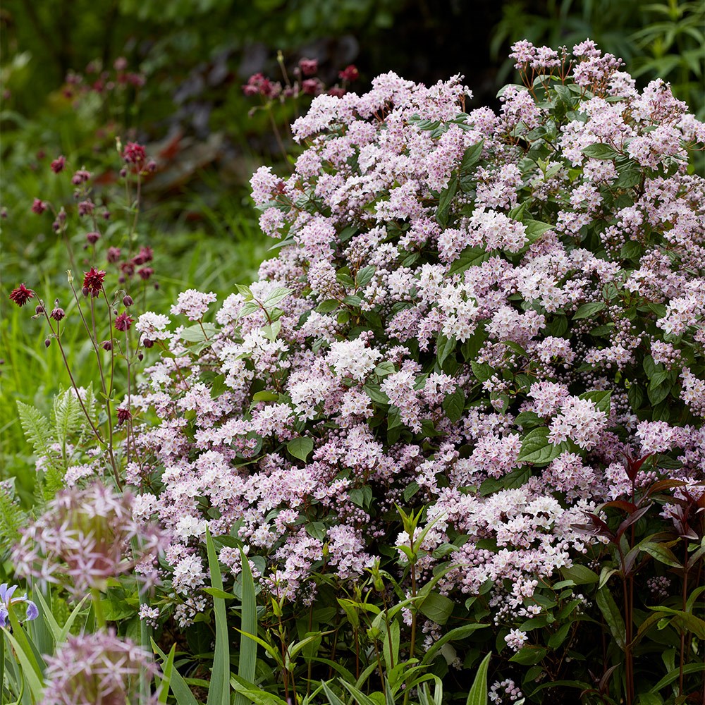 <i>Deutzia</i> Prettistars <b class=small-caps>Pink Cloud</b> (PBR)