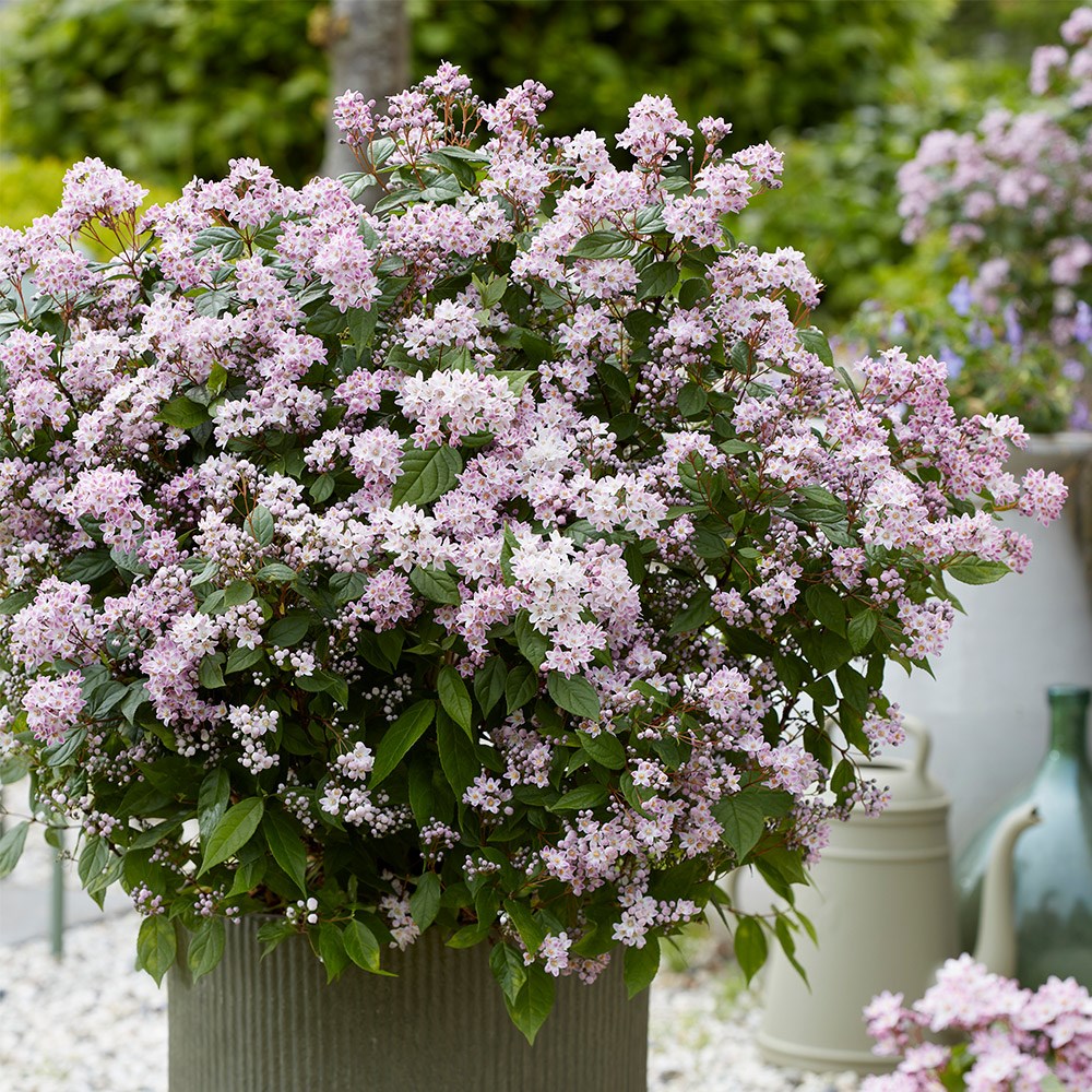 <i>Deutzia</i> Prettistars <b class=small-caps>Pink Cloud</b> (PBR)