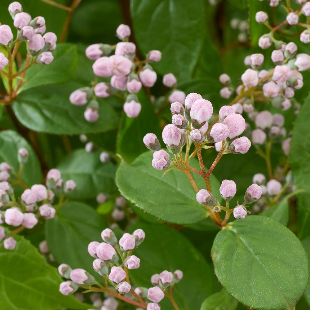 <i>Deutzia</i> Prettistars <b class=small-caps>Pink Cloud</b> (PBR)
