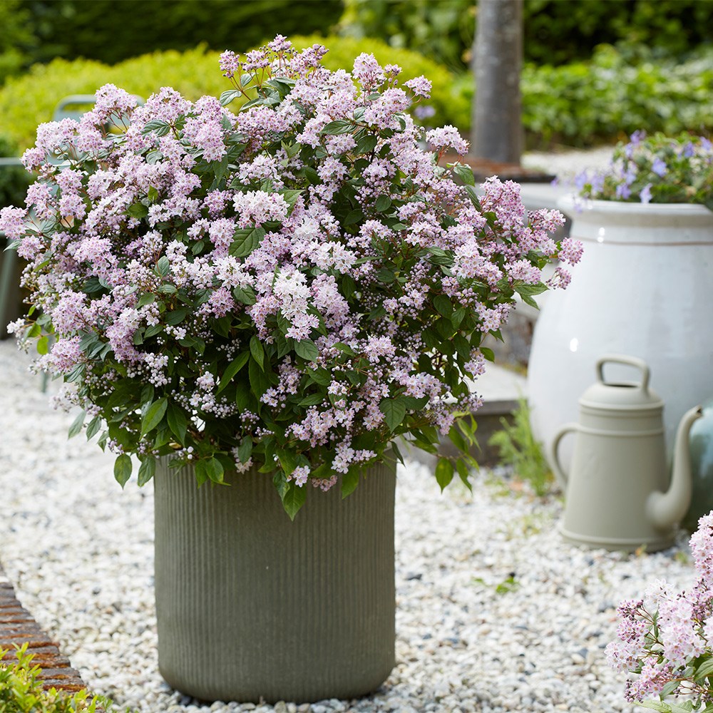 <i>Deutzia</i> Prettistars <b class=small-caps>Pink Cloud</b> (PBR)