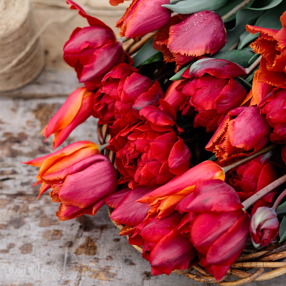 Award-winning sunset tulip collection