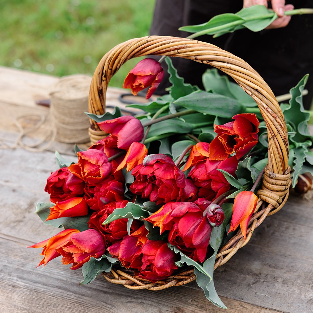 Award-winning sunset tulip collection