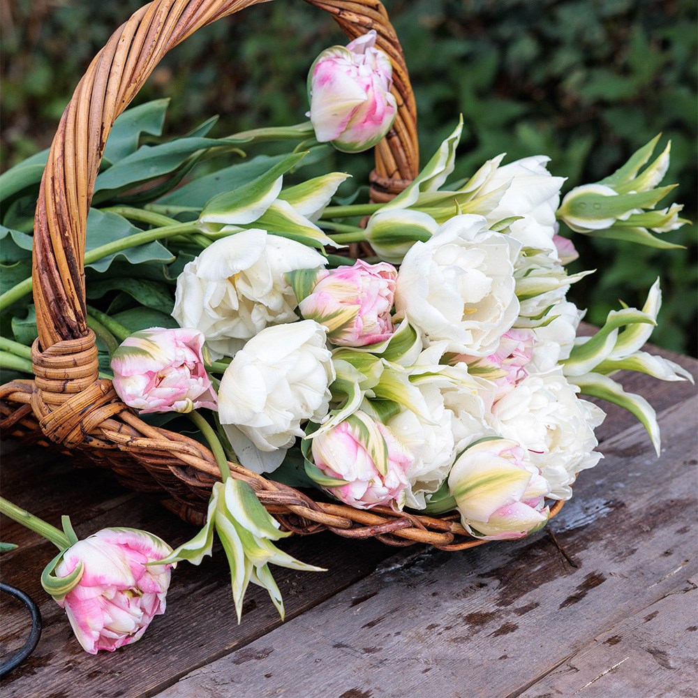 Princess and the pea tulip collection