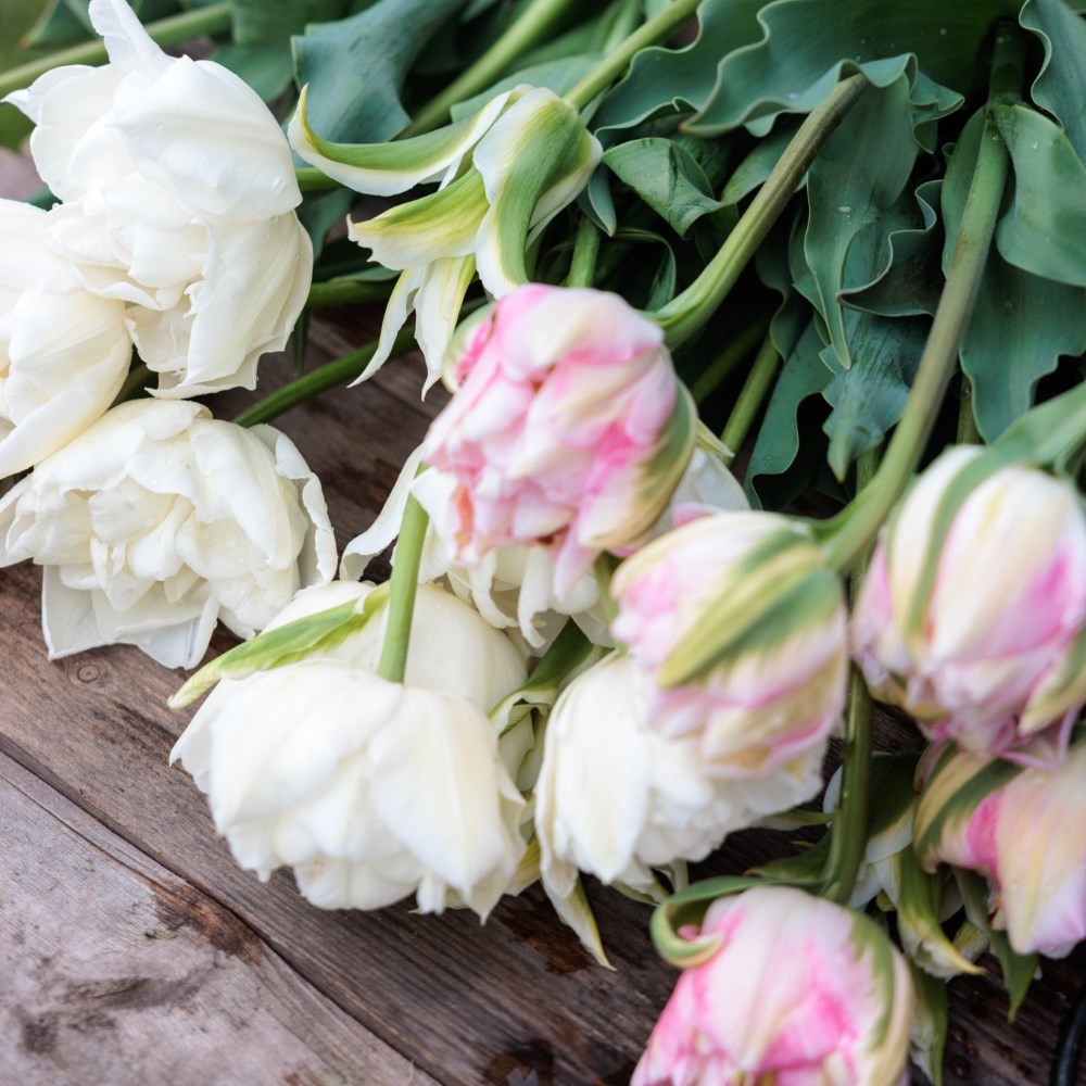 Princess and the pea tulip collection