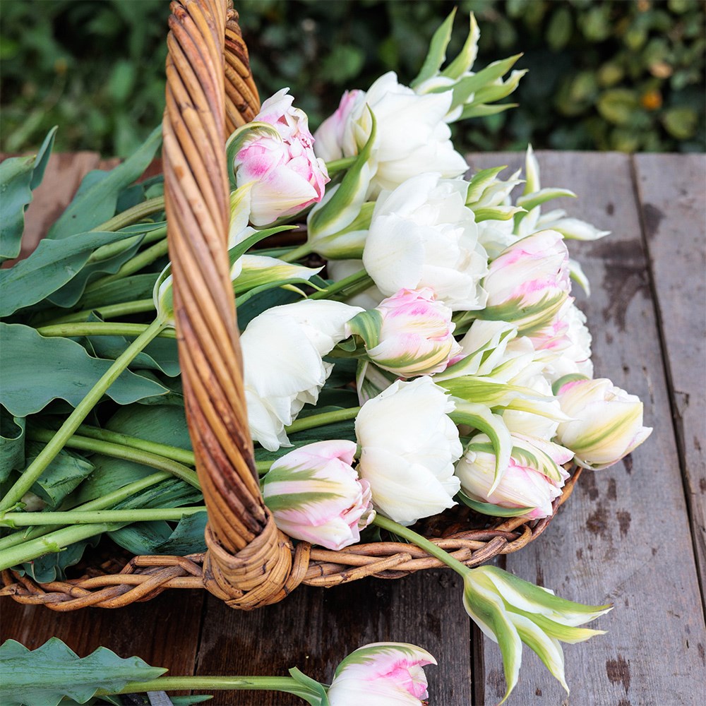 Princess and the pea tulip collection