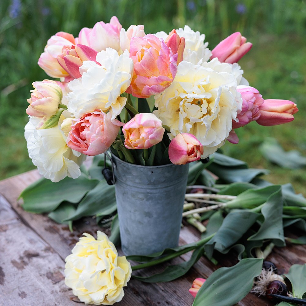 Rhubarb and custard tulip collection