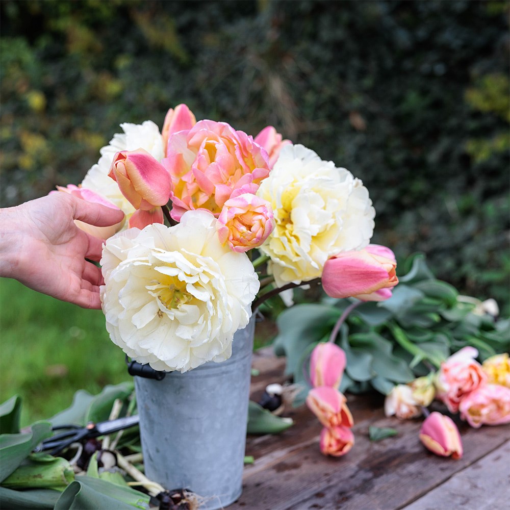 Rhubarb and custard tulip collection