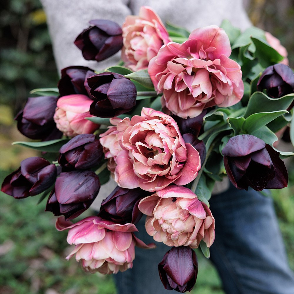 La reine de la belle tulip collection