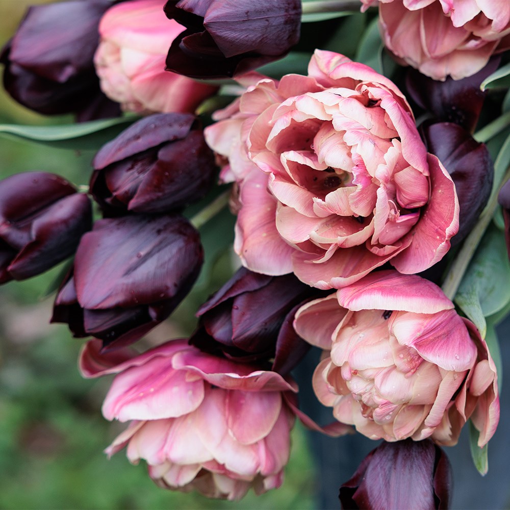 La reine de la belle tulip collection