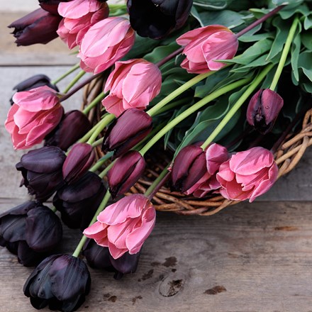 The artist's tulip collection