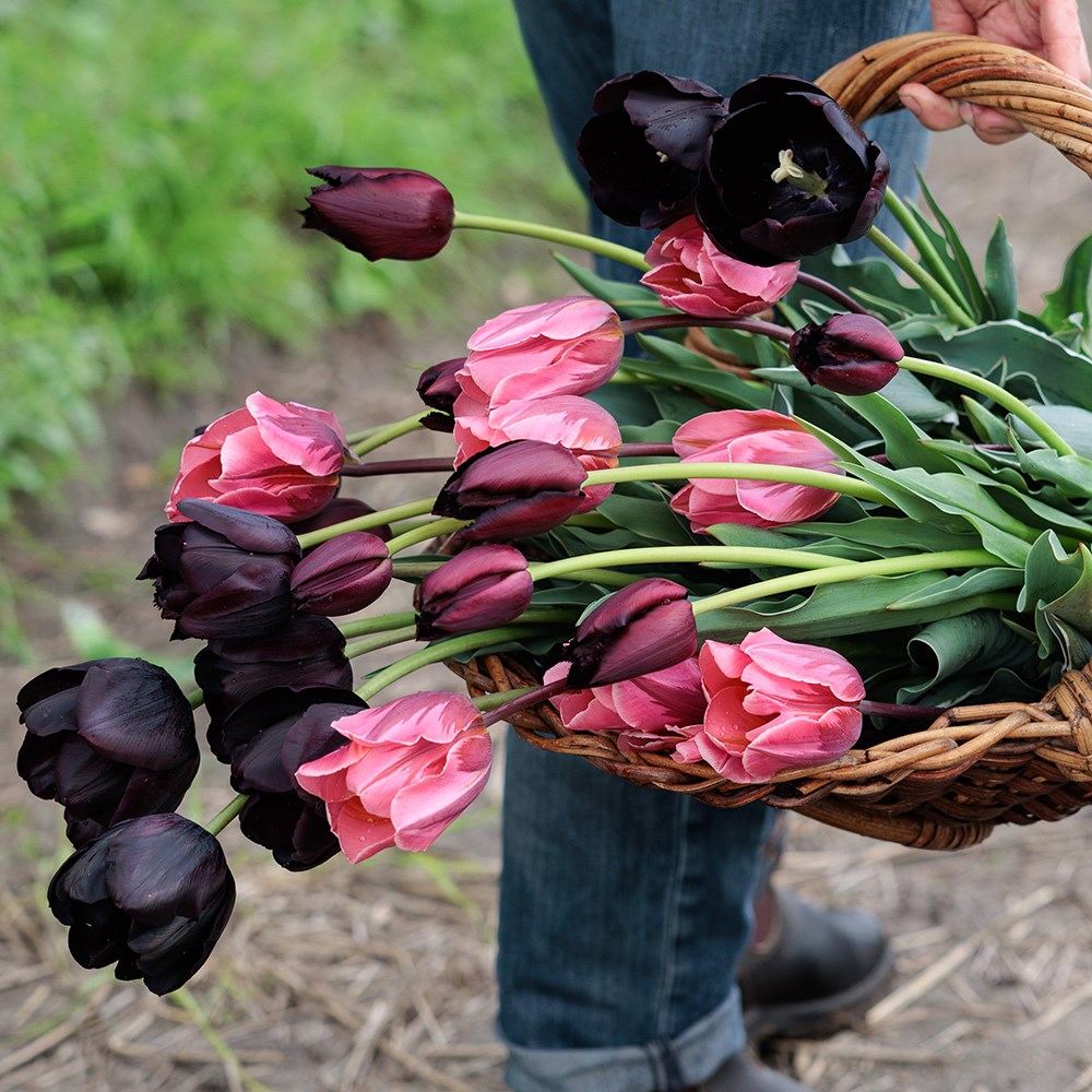The artist's tulip collection