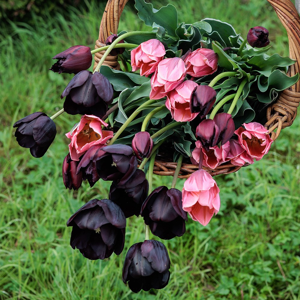 The artist's tulip collection