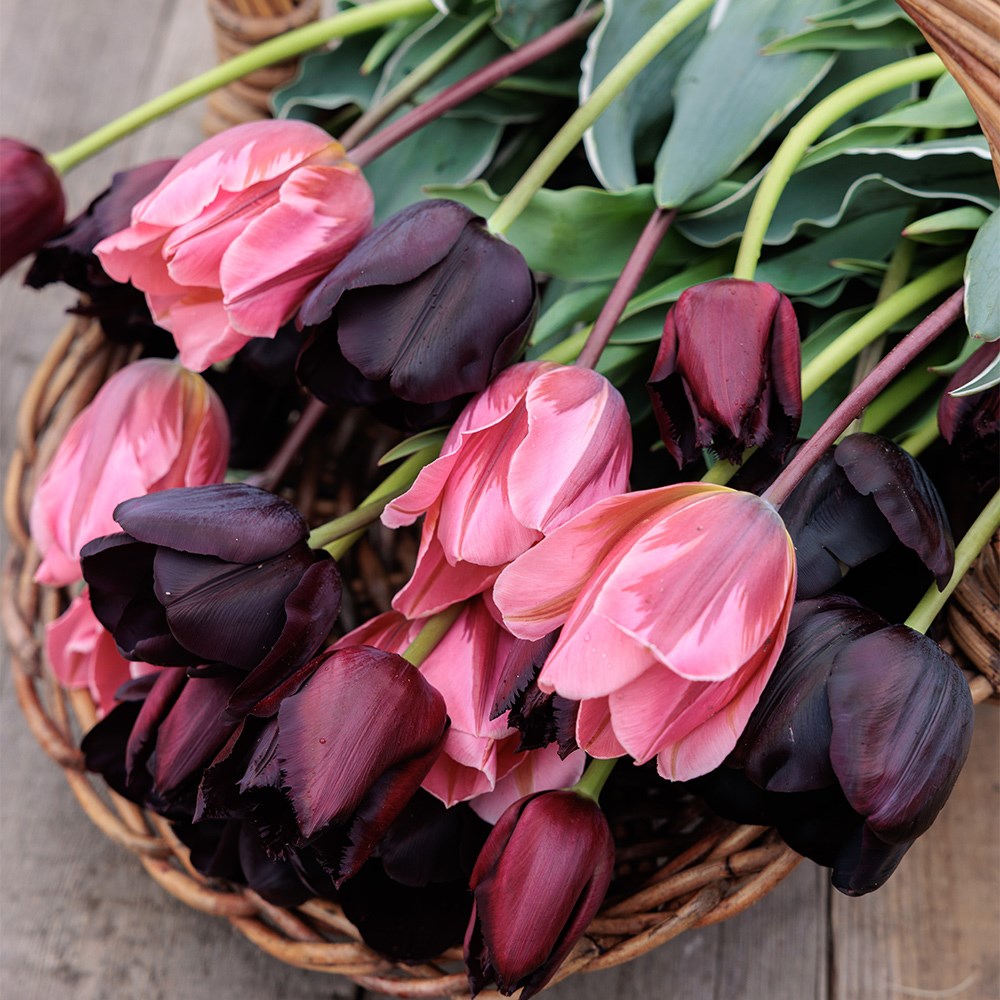 The artist's tulip collection