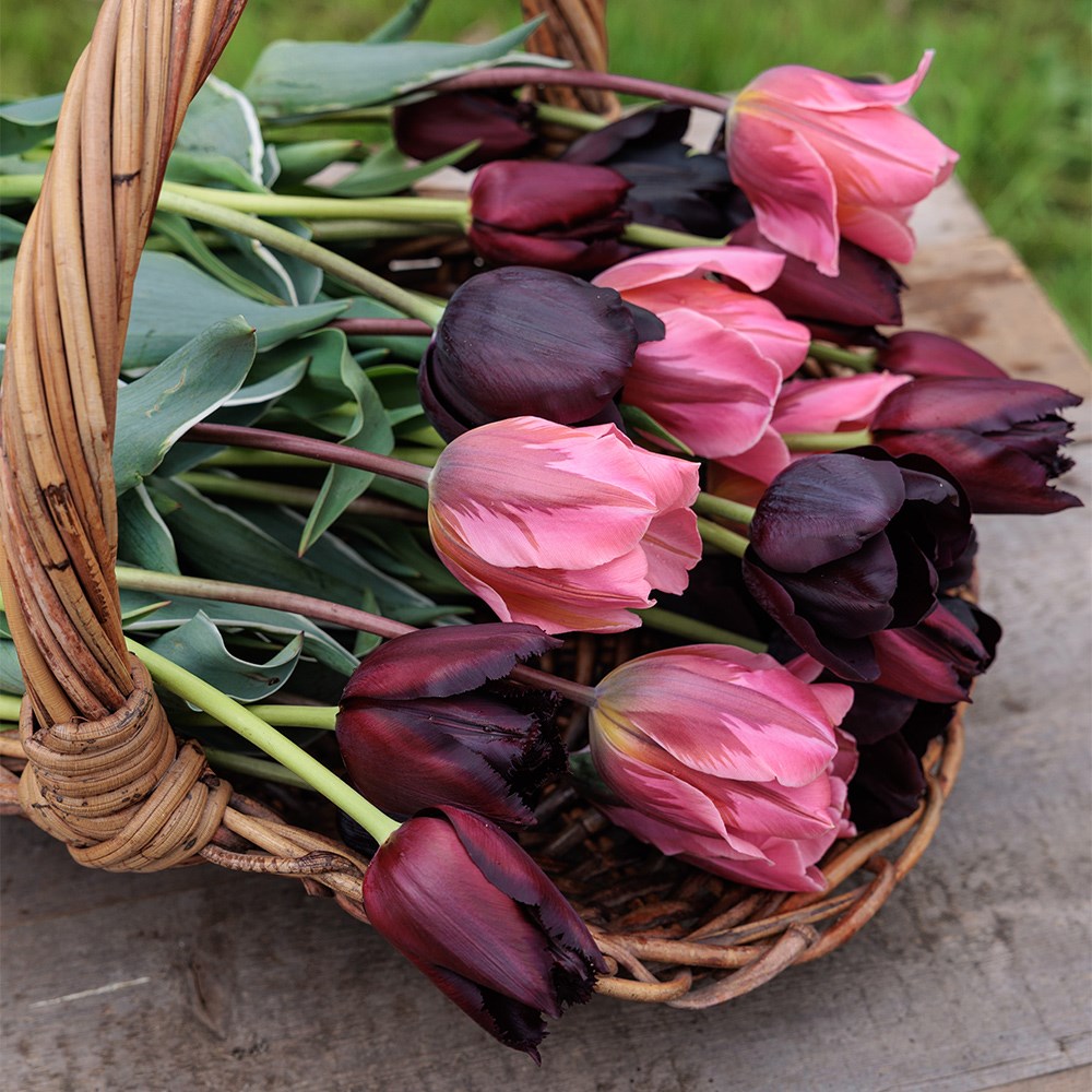 The artist's tulip collection
