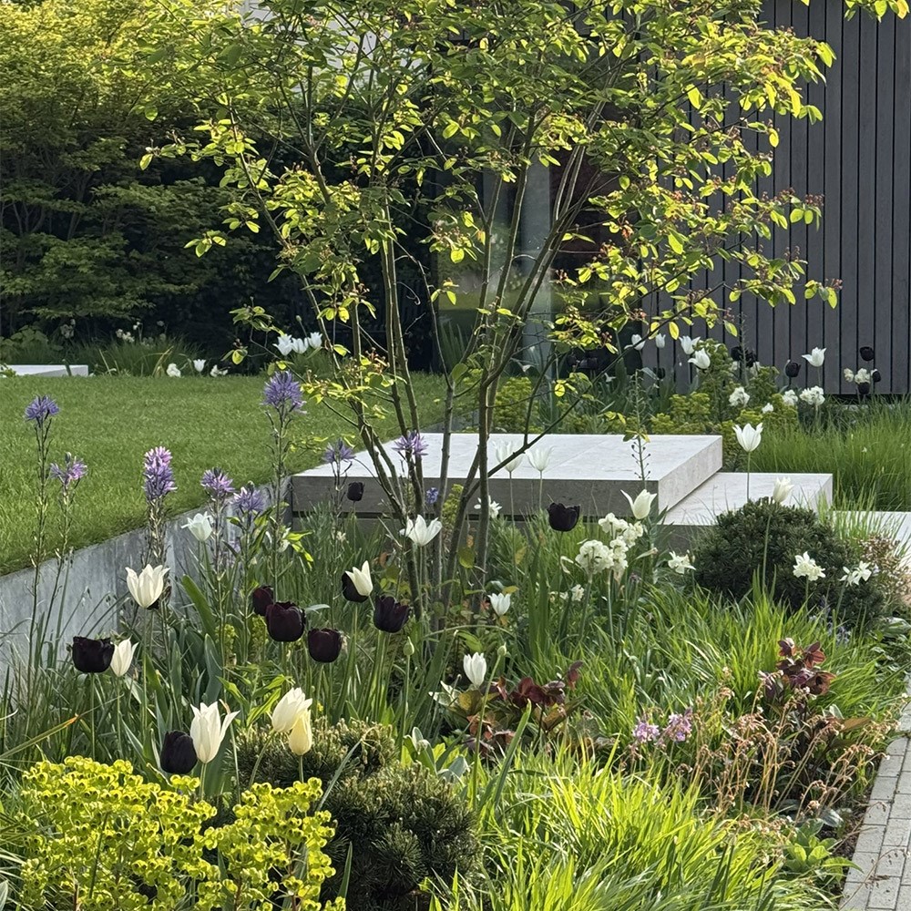 Lucy Willcox’s bulb collection