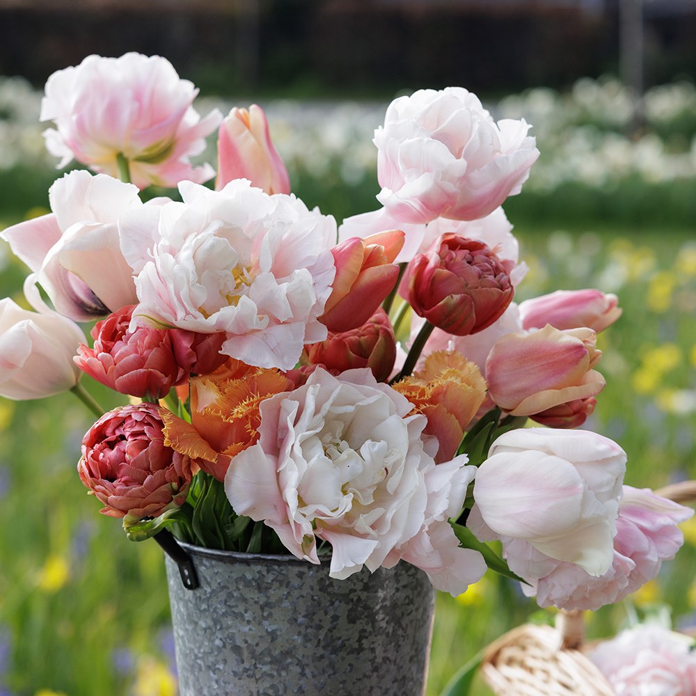 Leah's Vintage tulip collection 5 varieties