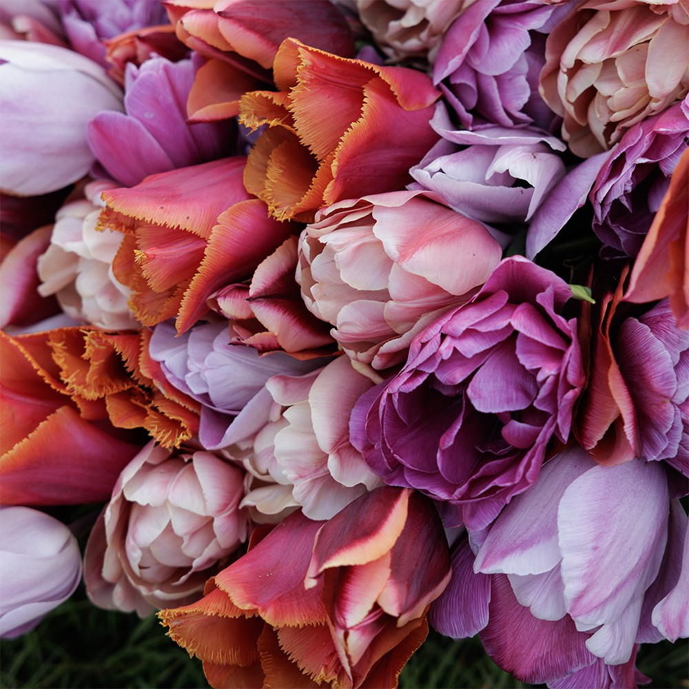 Leah's Secret garden tulip collection 5 varieties