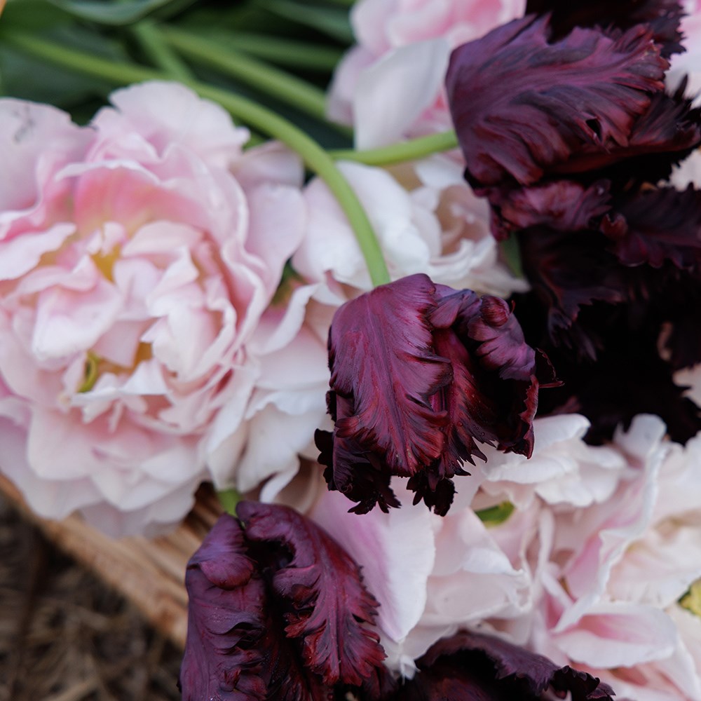 Leah's Swan lake tulip collection
