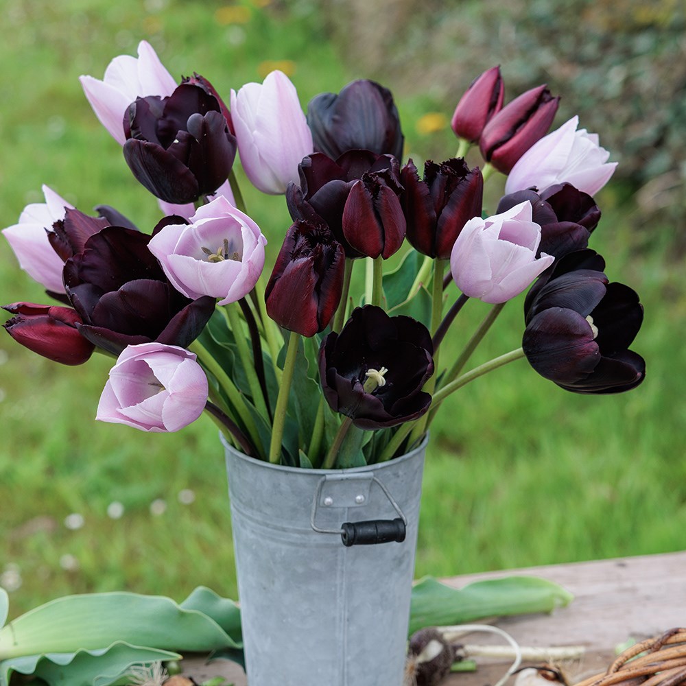 After hours tulip collection