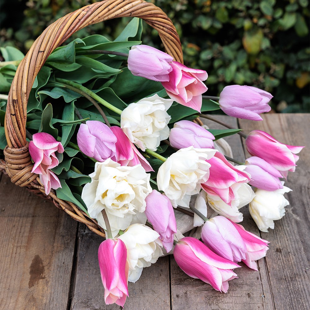 Award winning cottagecore tulip collection