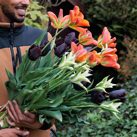 Ashley's repeat flowering tulip collection