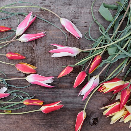 Head gardener's species tulip collection