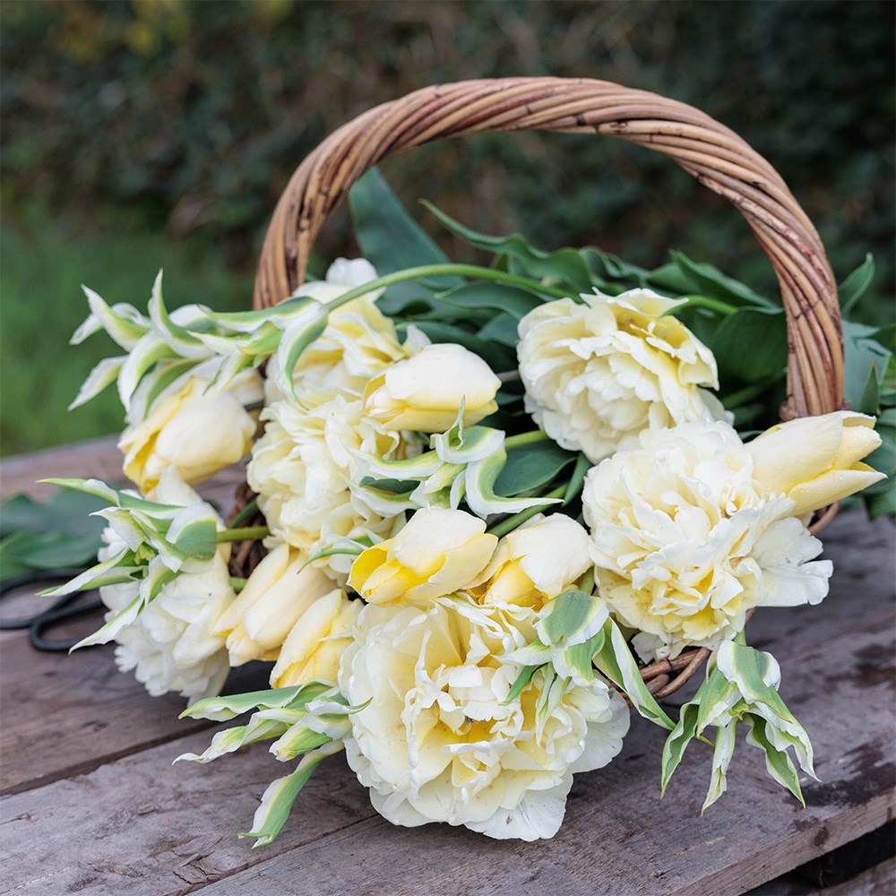 Crème fraîche tulip collection