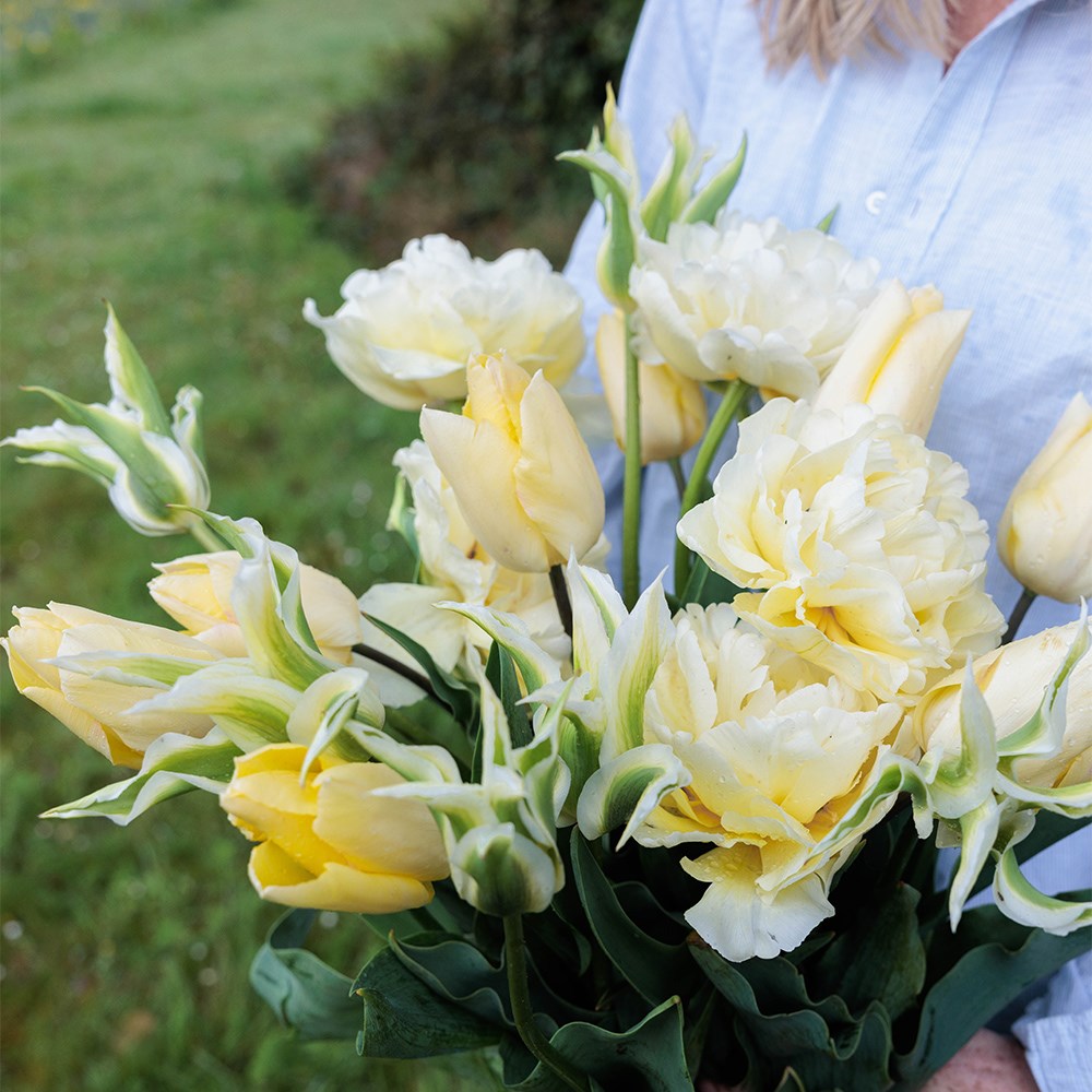 Crème fraîche tulip collection