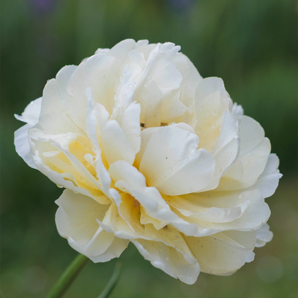 Crème fraîche tulip collection