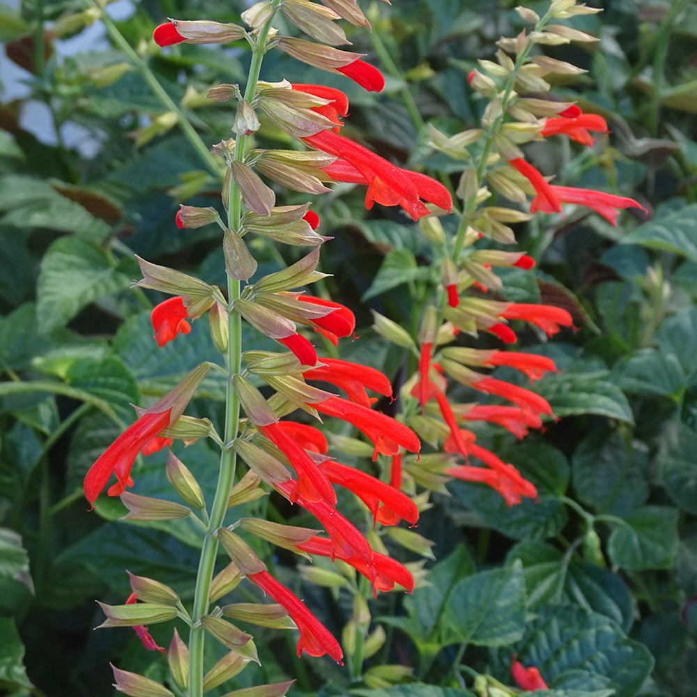 <i>Salvia</i> <b class=small-caps>Tropicolour Sunrise</b> ('Tropog021') (PBR) (Tropicolour Series)