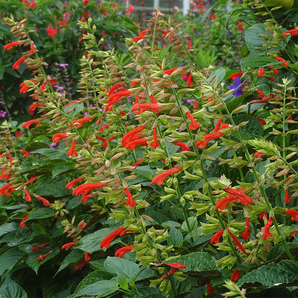 <i>Salvia</i> <b class=small-caps>Tropicolour Sunrise</b> ('Tropog021') (PBR) (Tropicolour Series)