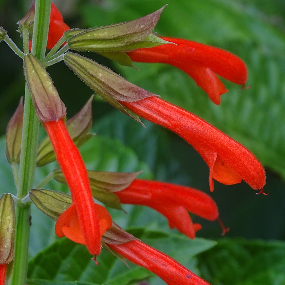 <i>Salvia</i> <b class=small-caps>Tropicolour Sunrise</b> ('Tropog021') (PBR) (Tropicolour Series)
