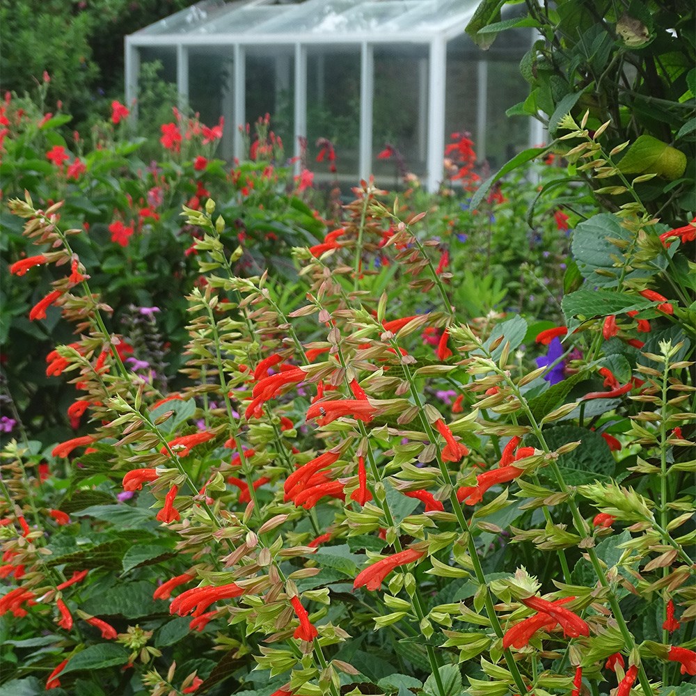 <i>Salvia</i> <b class=small-caps>Tropicolour Sunrise</b> ('Tropog021') (PBR) (Tropicolour Series)