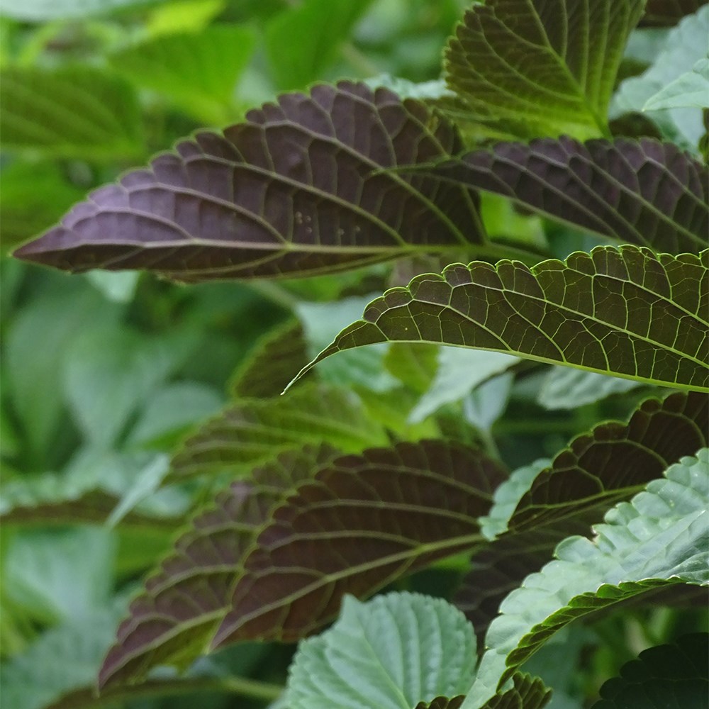 <i>Salvia</i> <b class=small-caps>Tropicolour Sunrise</b> ('Tropog021') (PBR) (Tropicolour Series)