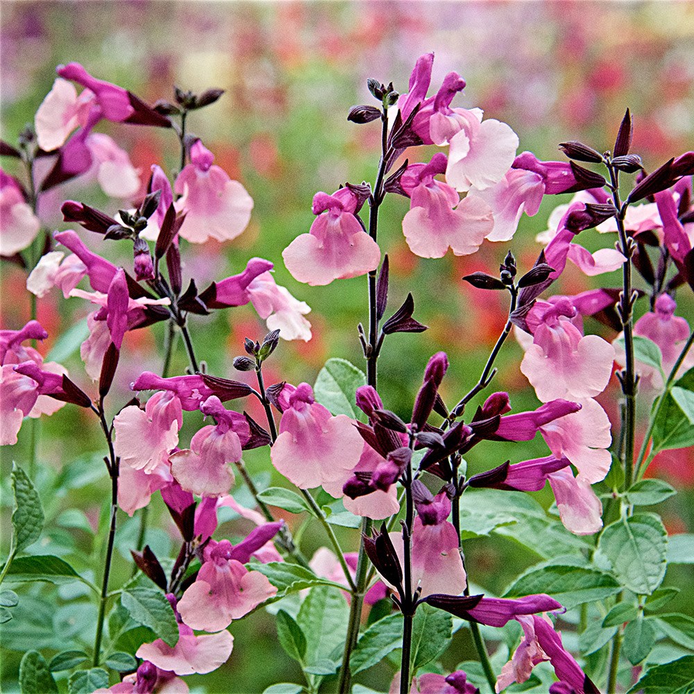<i>Salvia</i> 'Peach Melba'