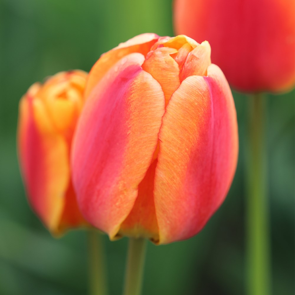 <i>Tulipa</i> 'Apeldoorn's Elite'
