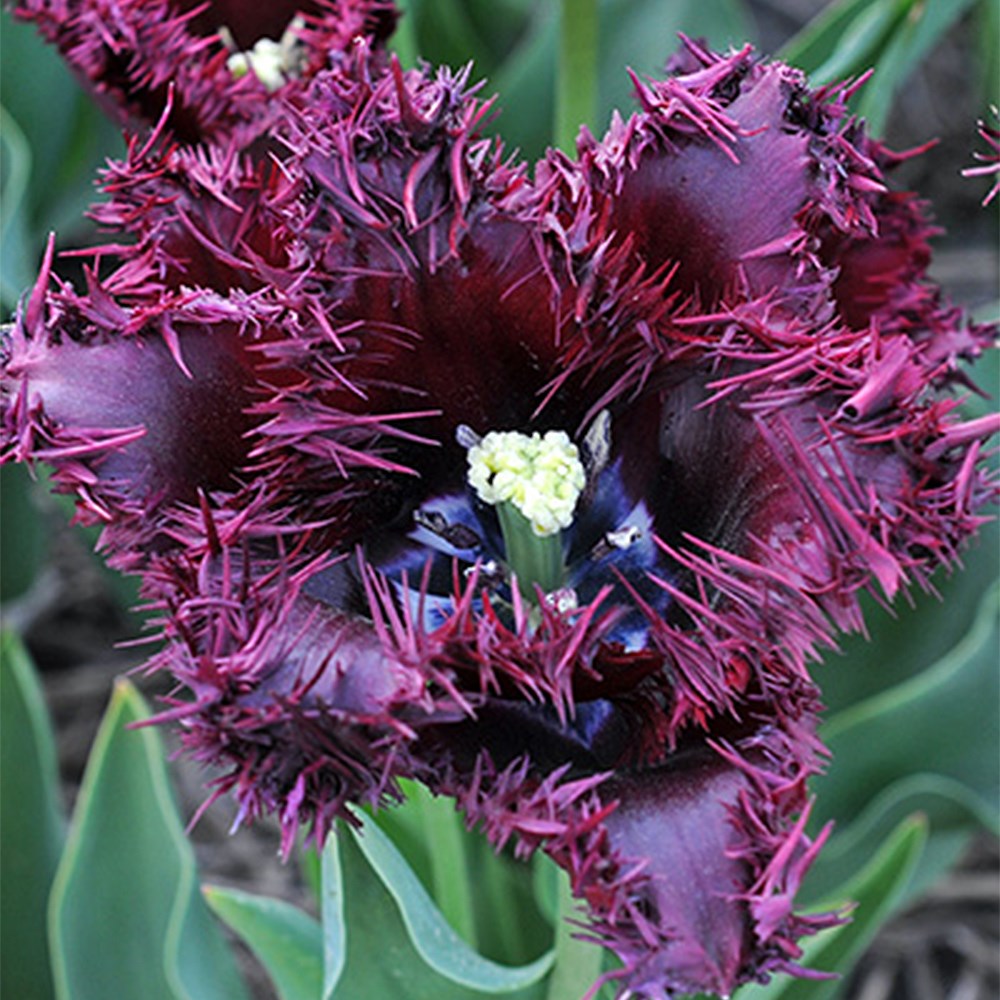 <i>Tulipa</i> 'Labrador'