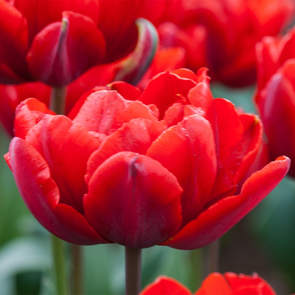 <i>Tulipa</i> 'Red Princess'