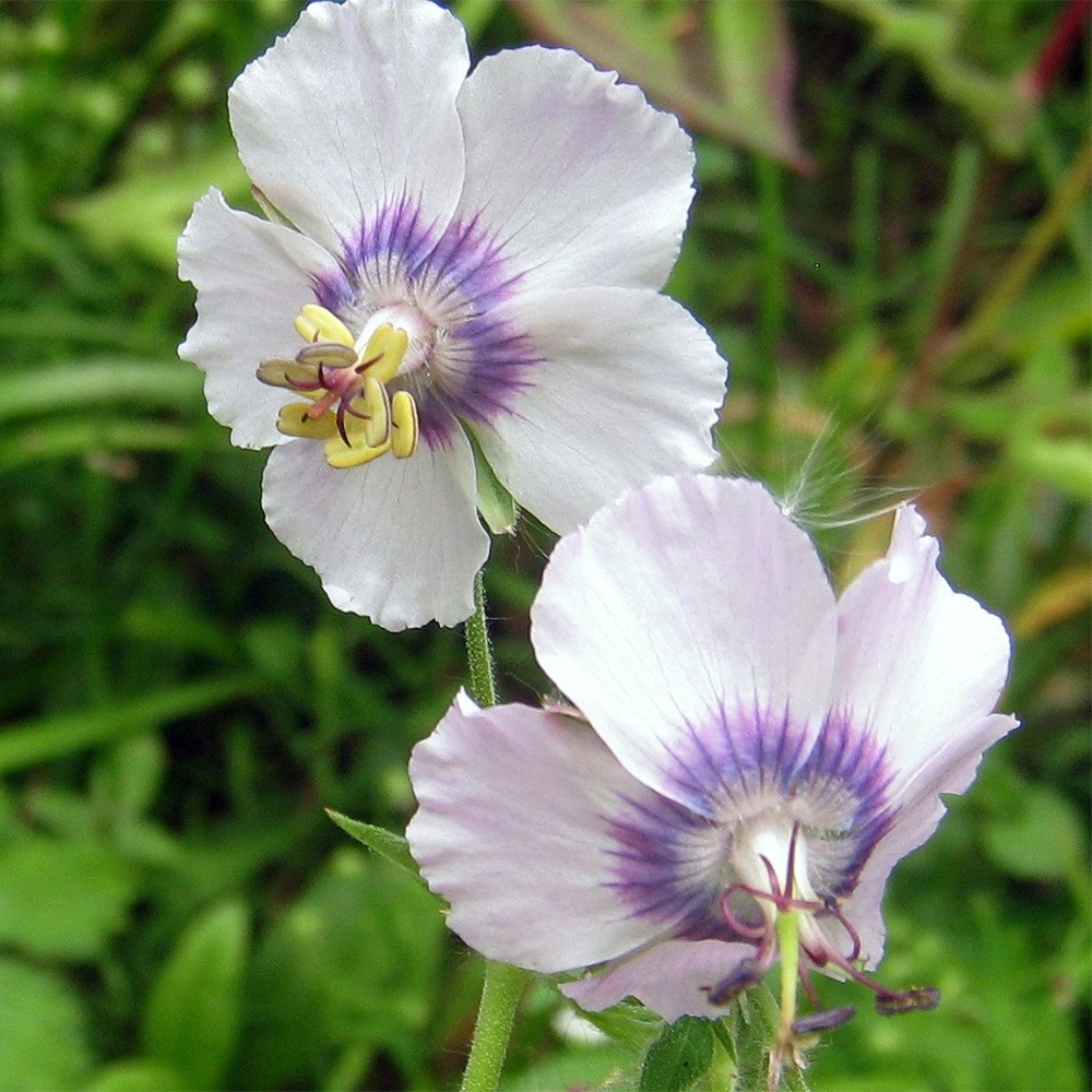 <i>Geranium phaeum</i> 'Wendy's Blush'