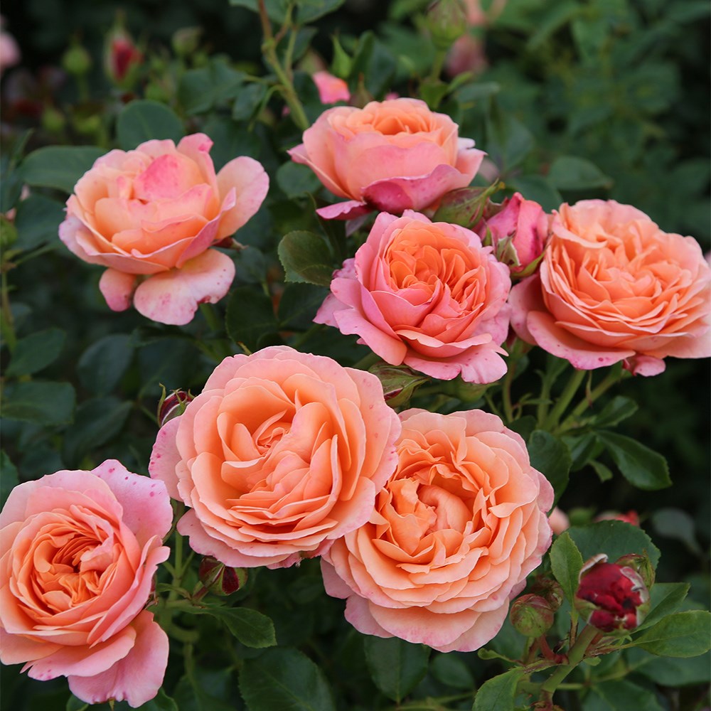 <i>Rosa</i> <b class=small-caps>Coral Gardens®</b> ('Korzwanlio') | Floribunda |  Rose of the Year 2026