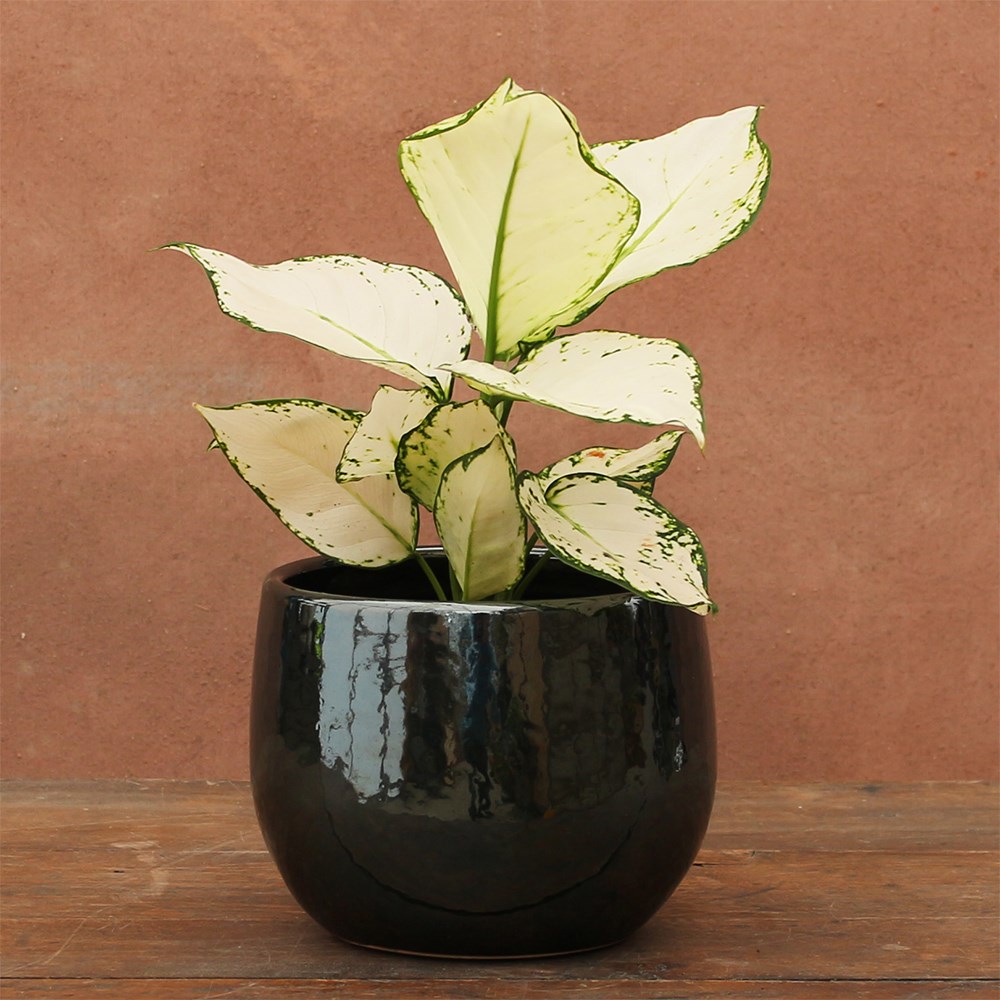 <i>Aglaonema</i> 'White Joy'