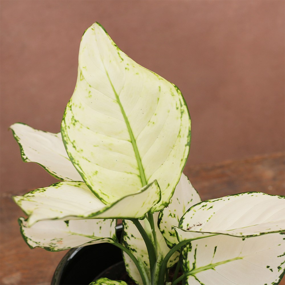 <i>Aglaonema</i> 'White Joy'