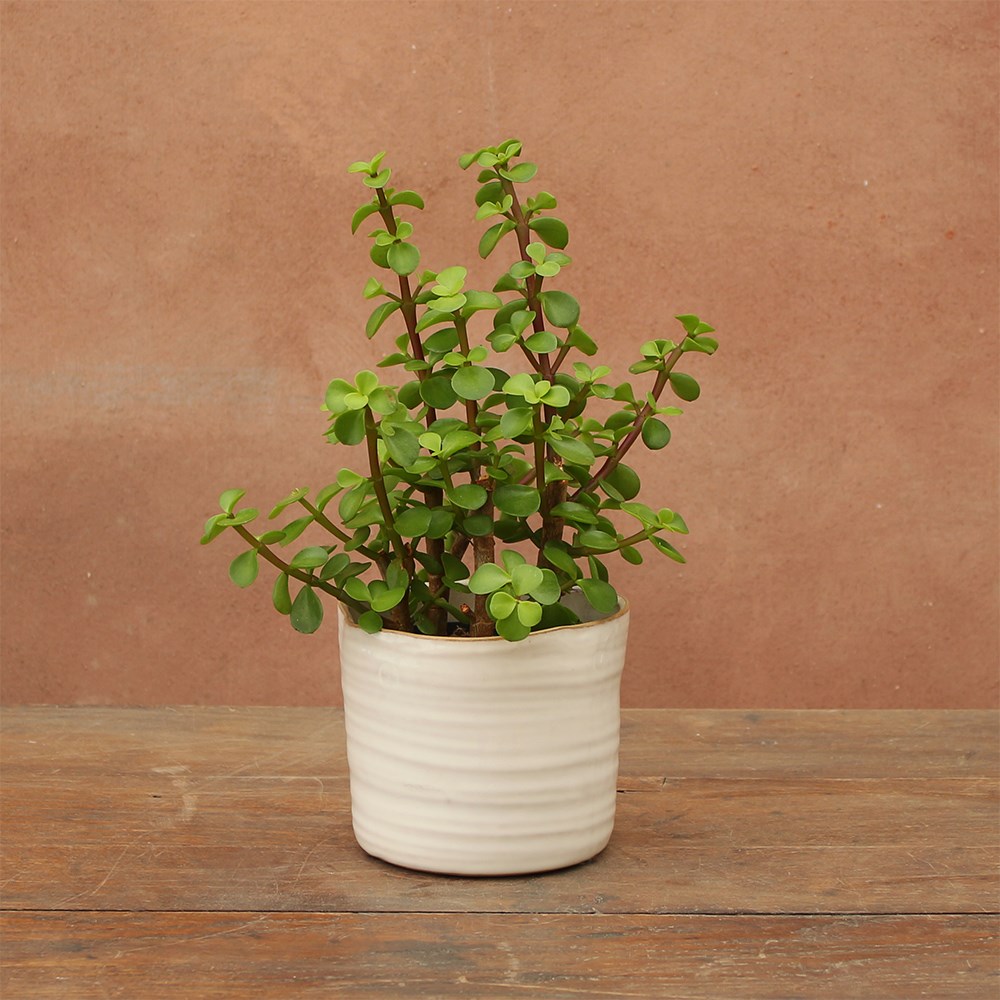 <i>Portulacaria afra</i> 