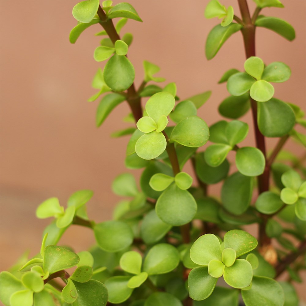 <i>Portulacaria afra</i> 