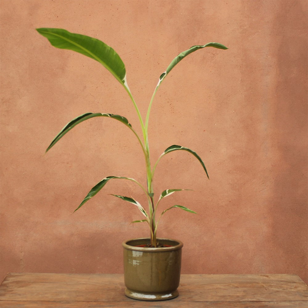 <i>Musa</i> 'Florida Variegata'