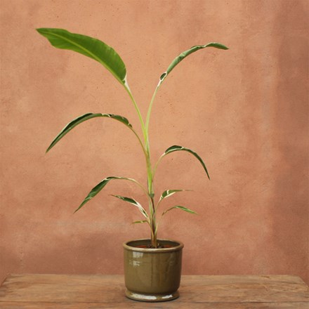 Musa Florida Variegata