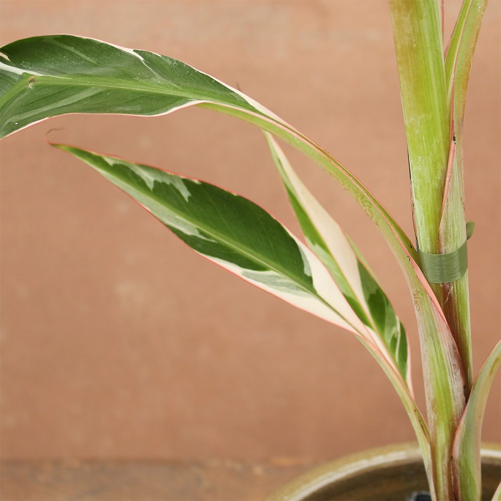 <i>Musa</i> 'Florida Variegata'
