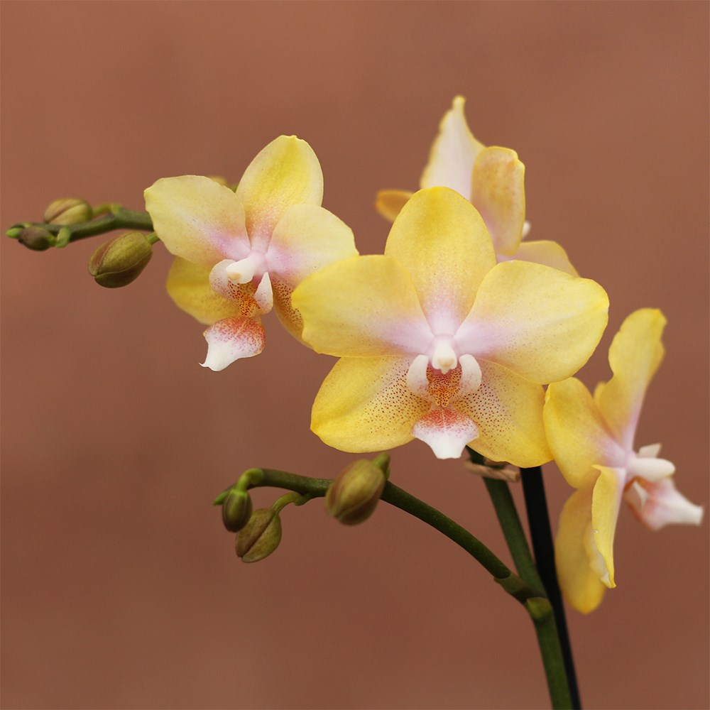 Phalaenopsis Bolgheri Lemon | Scented Orchid