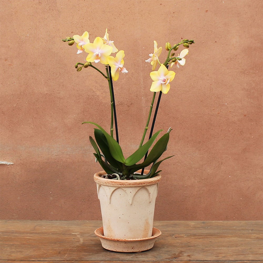 Phalaenopsis Bolgheri Lemon | Scented Orchid